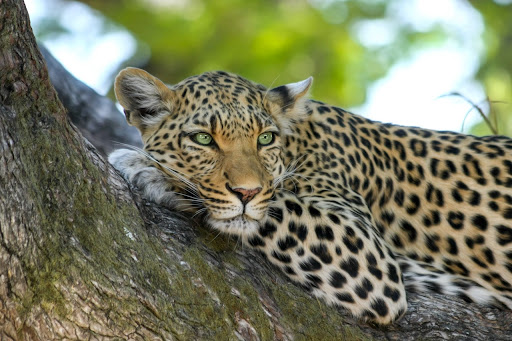 Sri Lankan Leopards