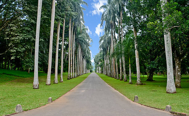 The Royal Botanical Garden-Peradeniya.