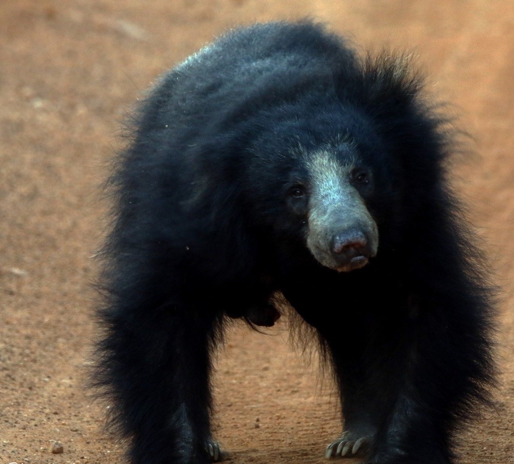 Bears in Sri Lanka