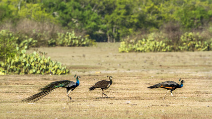Birds watching in Sri Lanka