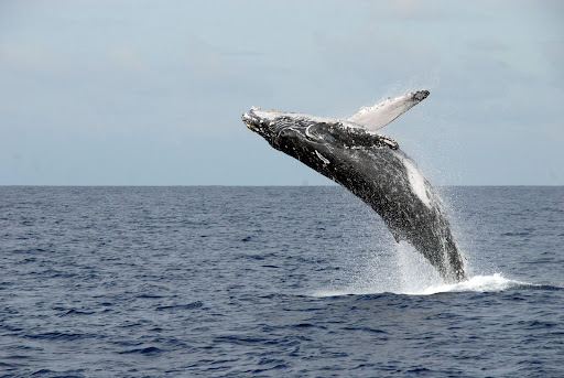 Whale and Dolphin Watching in Sri Lanka