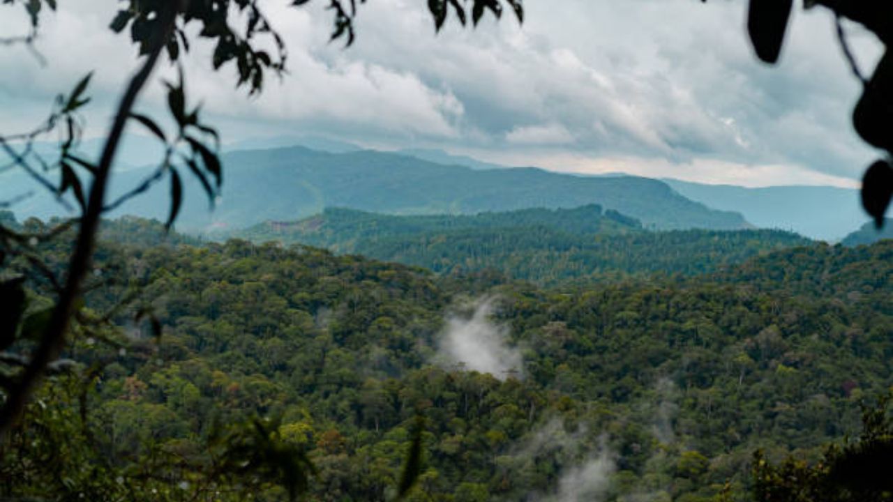 Sinharaja Forest: A Natural Wonder of Sri Lanka