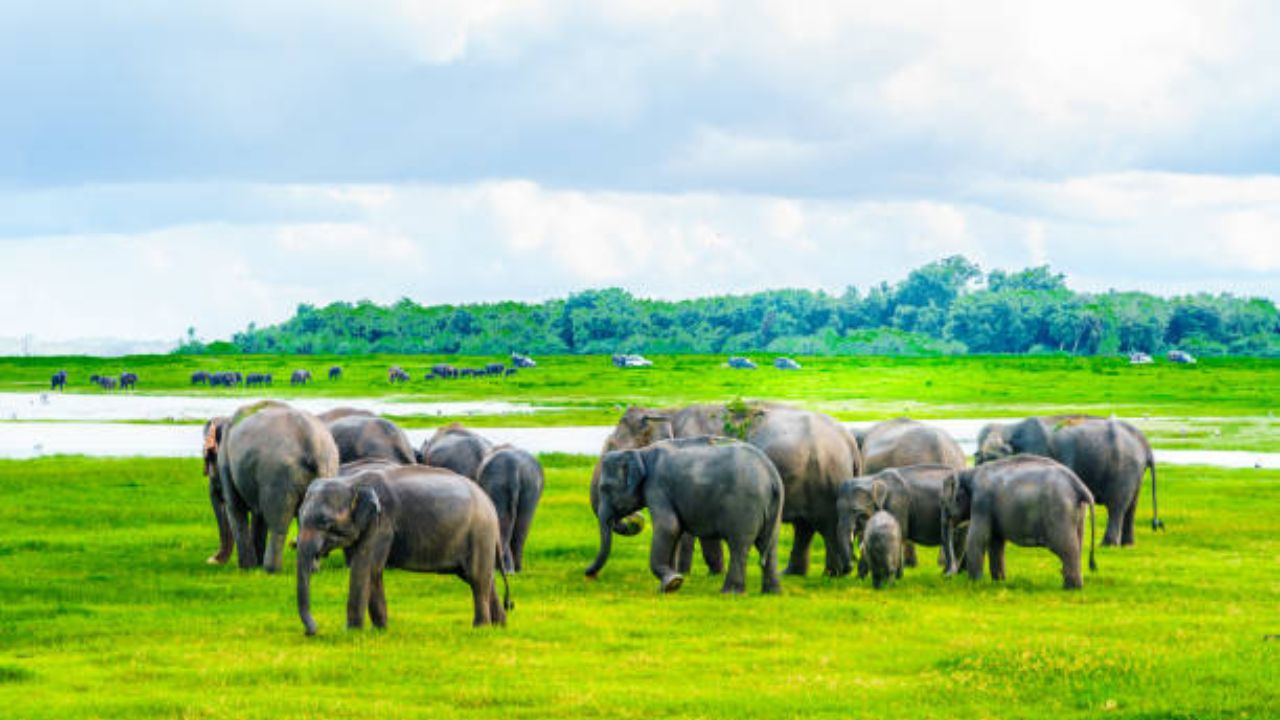 Kaudulla National Park: A Complete Guide for Wildlife Enthusiasts