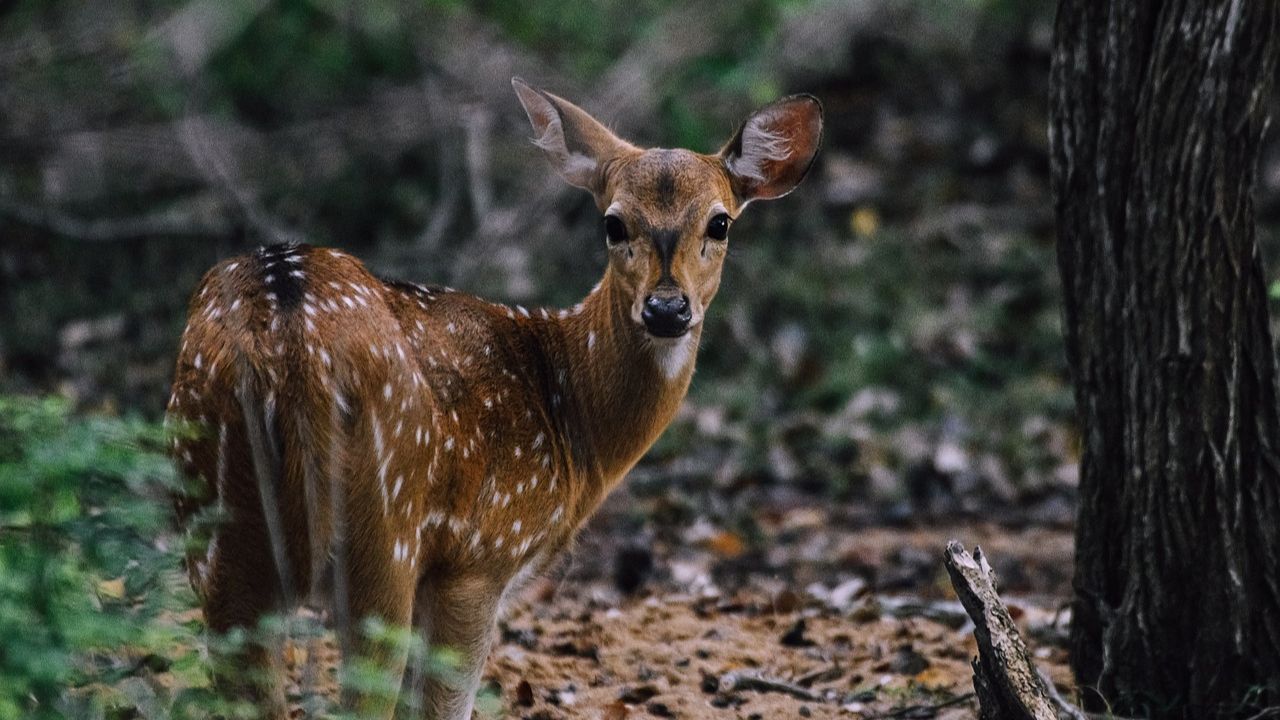 Spotted Deer in Sri Lanka: Majestic Creatures of the Wild